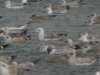 Caspian Gull at Paglesham Lagoon (Steve Arlow) (143733 bytes)